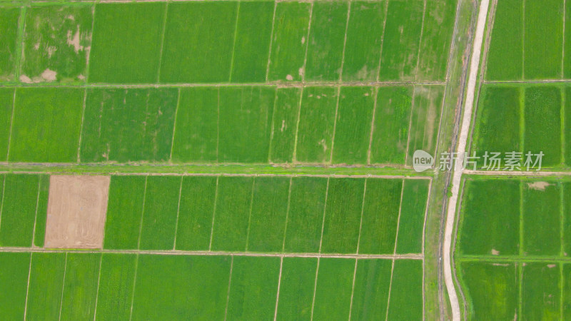 航拍绿色田园农业种植稻田