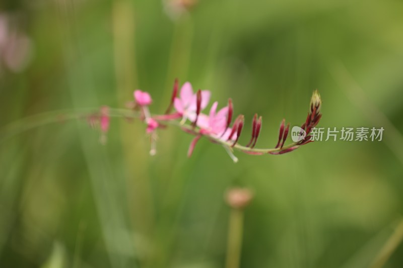 千鸟花系列