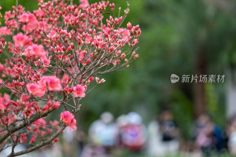 杜鹃花、映山红