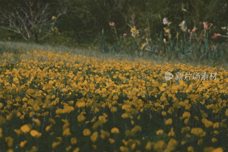 黄色花海