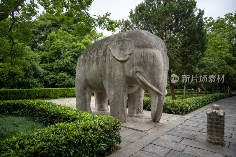 南京钟山明孝陵景区石像路夏季大象