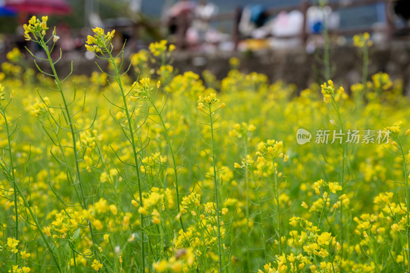 盛开的油菜花田