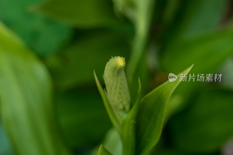 中药材兰科植物高斑叶兰