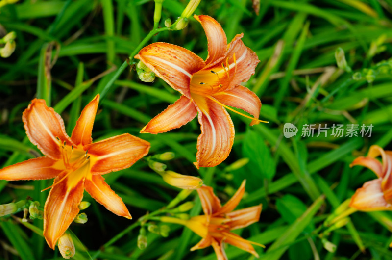 一丛橙花萱草，又称忘忧草、母亲花