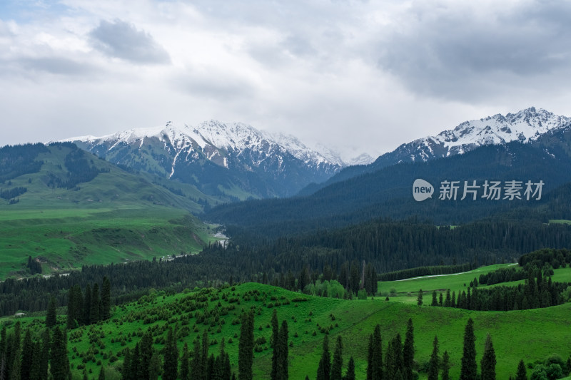 新疆伊犁恰西雪山森林草原风光