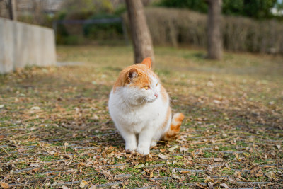 猫在落叶上坐着