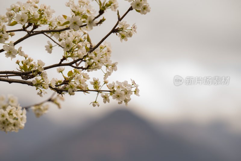 带远山背景的盛开白色花朵的花枝