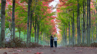 秋天红叶枫树林旅游拍照