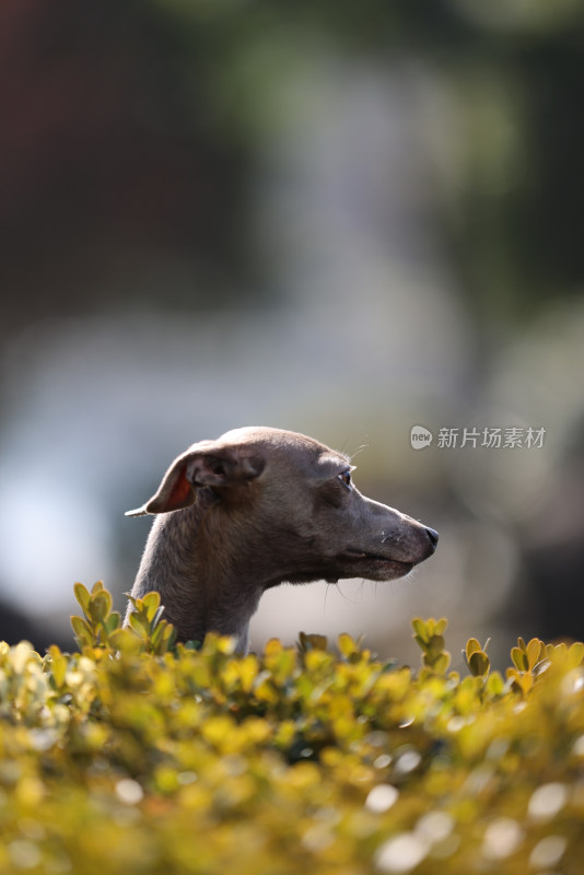 翘首以盼的意大利小灵缇犬肖像