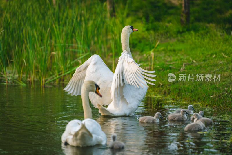 郑州北龙湖湿地公园黑疣鼻天鹅和幼崽家族