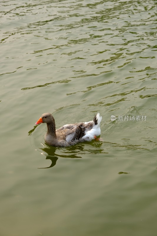 河里游泳的大鹅