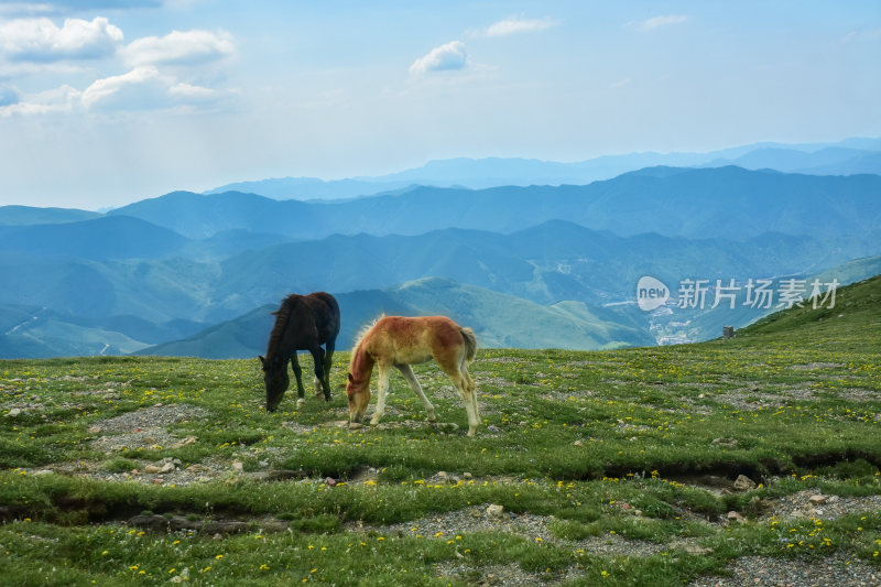 五台山自然天然牧场风光