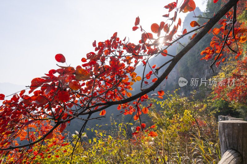 重庆巫山神女景区里红叶