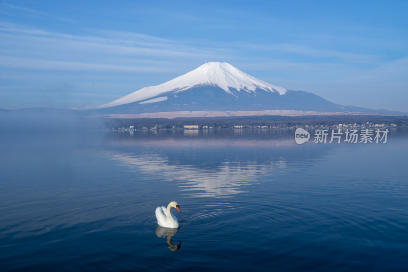 富士山下天鹅游湖的自然风光