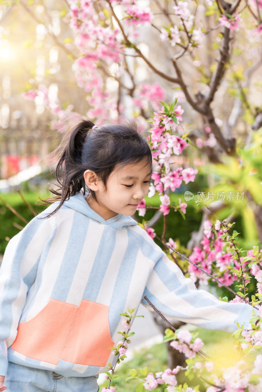 春天正在欣赏桃花的中国女孩