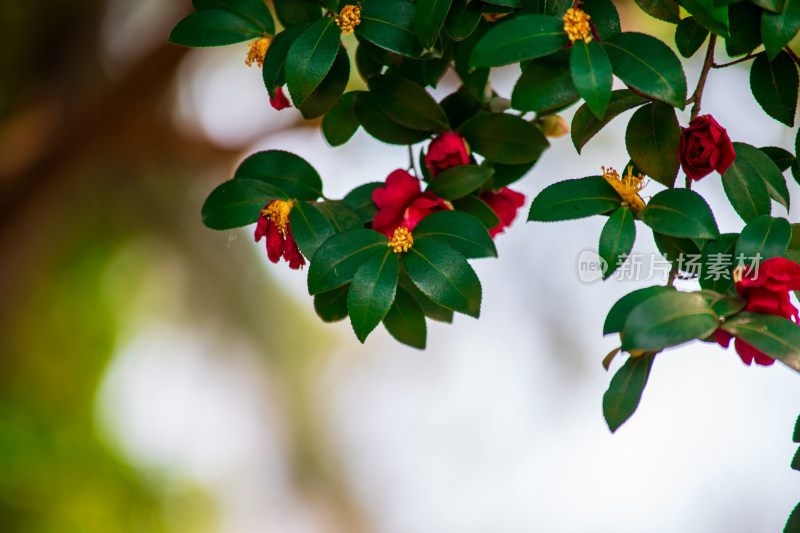 娇艳红色山茶花