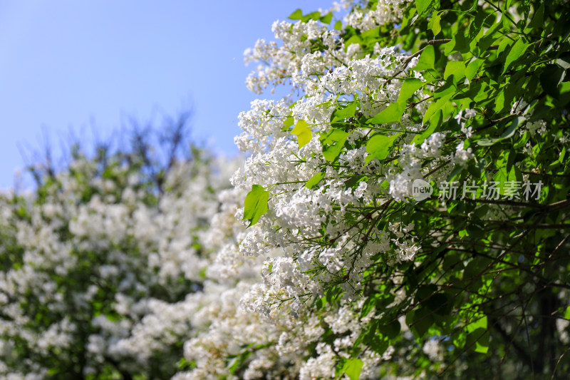 春天四月丁香花花卉开放治愈清新