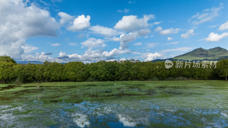 丽江拉市海湿地公园夏天的草地牛羊野鹤飞鸟