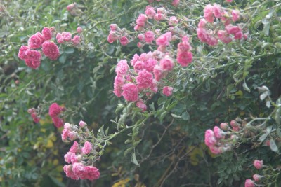 威海市高区恒瑞街国税小区围墙上的蔷薇花