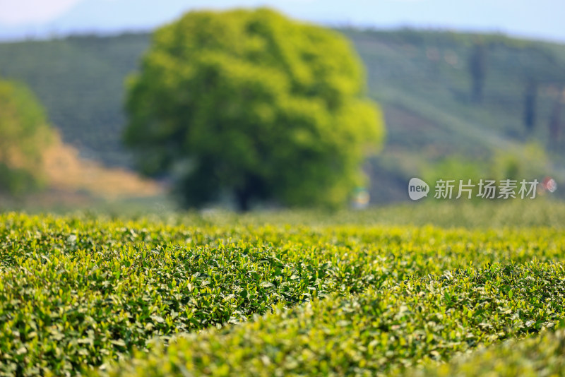 中国杭州龙坞春天里的茶园风光