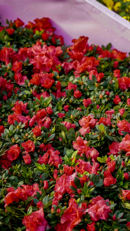 花朵花草植物摄影图