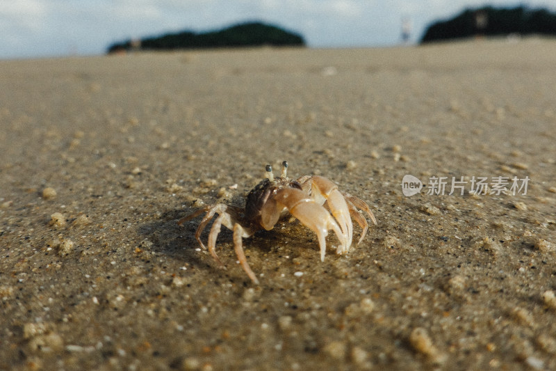 海陵岛海滩小螃蟹