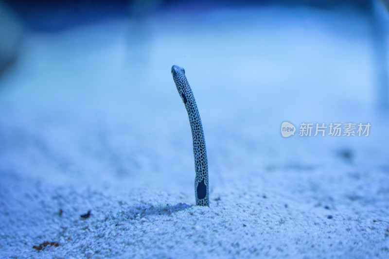 四川成都极地海洋公园水族箱里的花园鳗