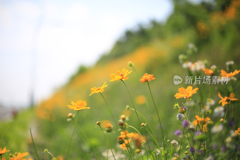 阳光下美丽的格桑花