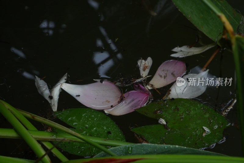 池塘里的荷花残瓣