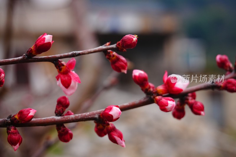 盛开的梅花和梅花花苞特写