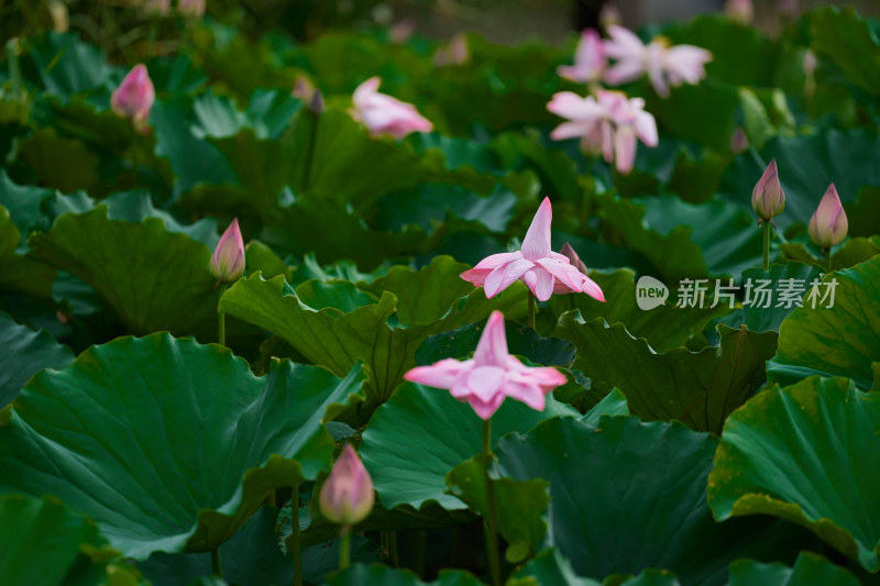 池塘中的荷花