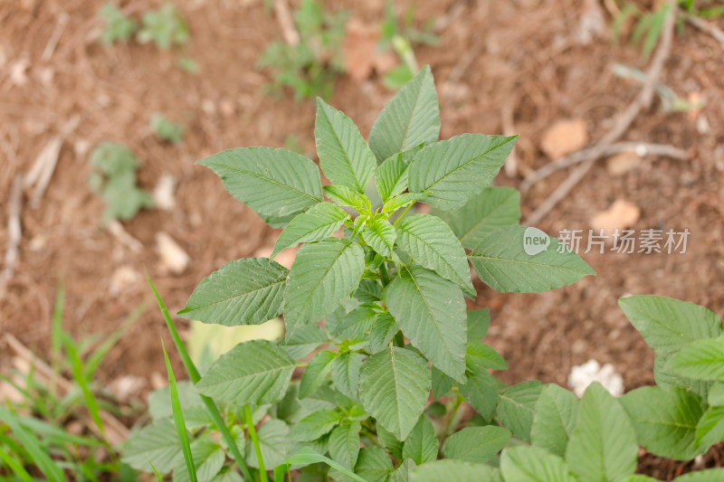 野外生长的野苋菜