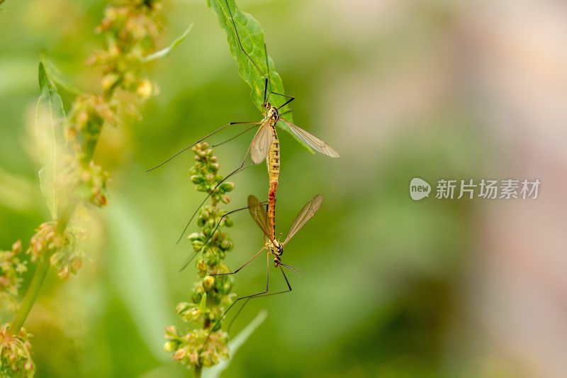 昆虫交配