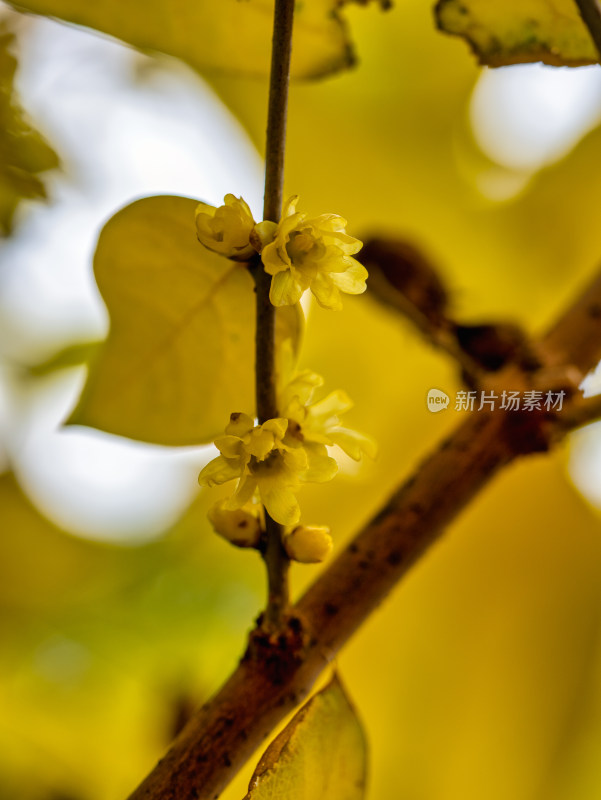 腊梅开花特写