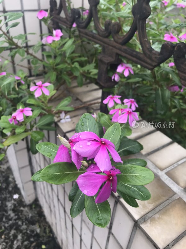 实拍漂亮的花朵