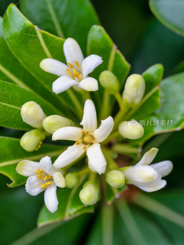 春天的灌木七里香开花特写