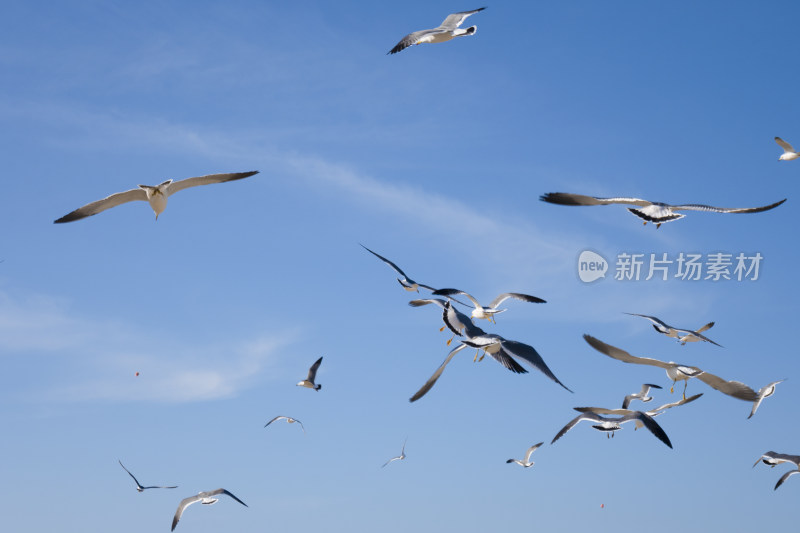 蓝天大海沙滩海鸥飞翔生态保护自然风景