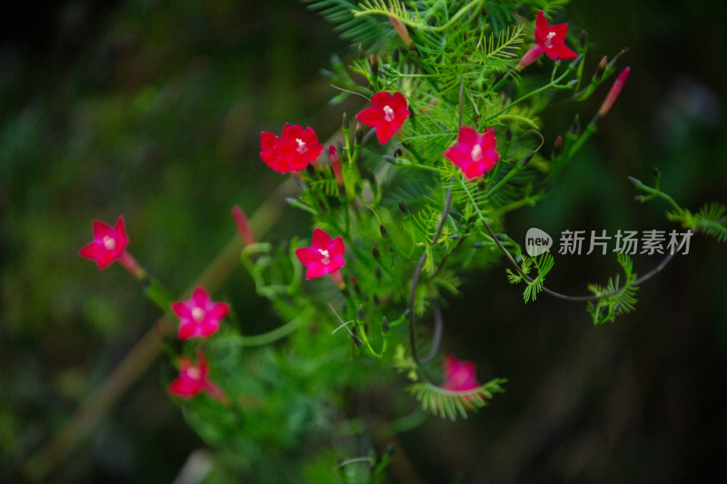 粉色花朵 缠绕植物 清晨