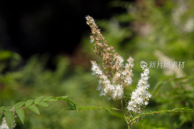 草本植物落新妇花头特写