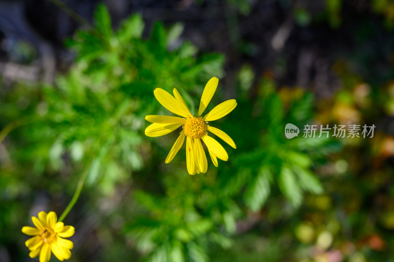 夏季城市公园内种植的雏菊