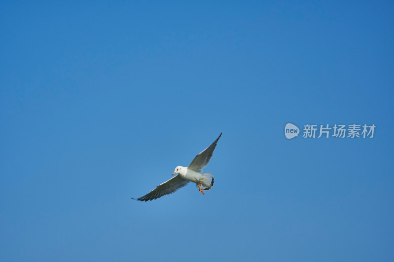 太湖红嘴鸥