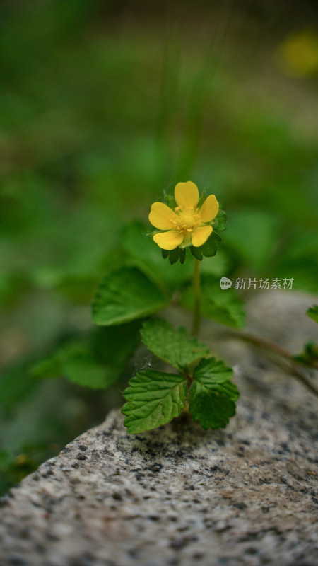 蛇莓花素材