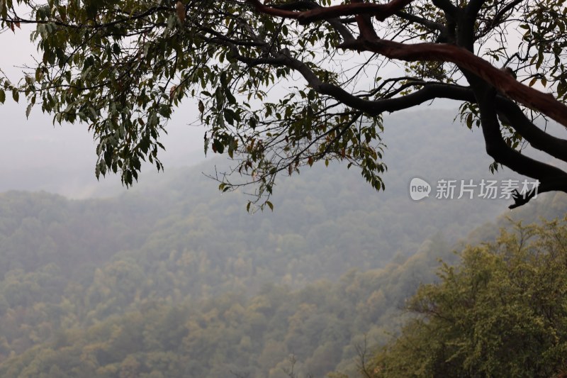 山林间树枝与远处山峦景观