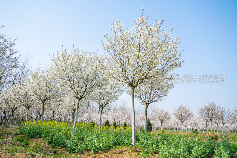 航拍樱花染井吉野园林种植树苗