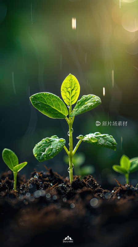 晨曦植物嫩芽绿色幼苗生态自然背景