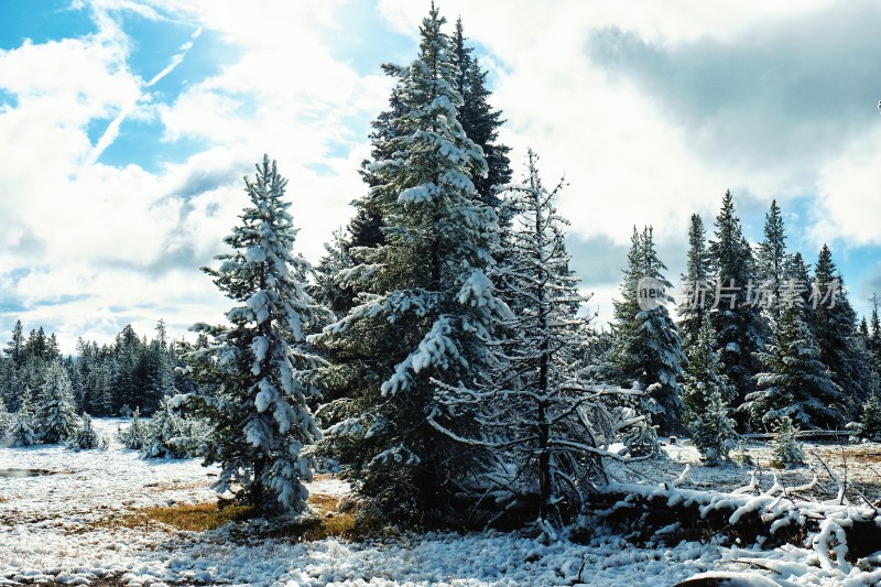 冬天森林公园雪景