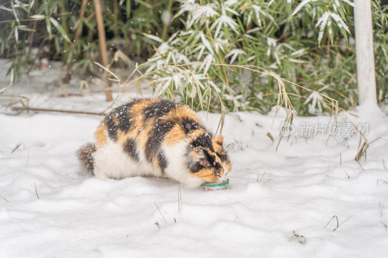 猫在雪天觅食冬季流浪猫雪地寒冷竹林