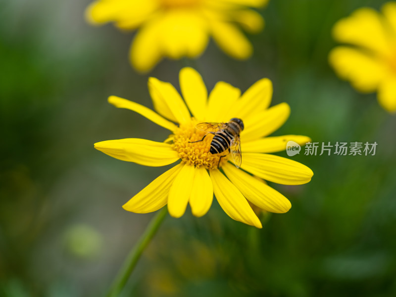 黄金菊花朵特写