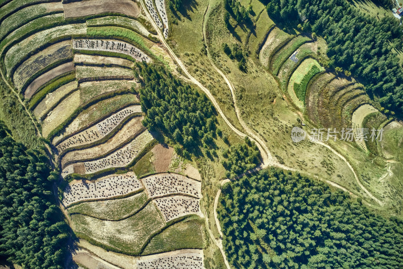 高山上的梯田