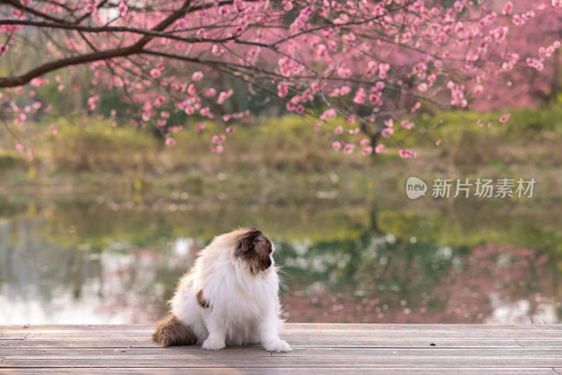 一只湖边梅花树下的海豹双色布偶猫